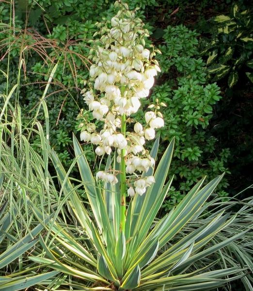 Yucca gloriosa 'Variegata'